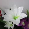 Lily Flower Multi-Color Changing LED Solar Garden Lights